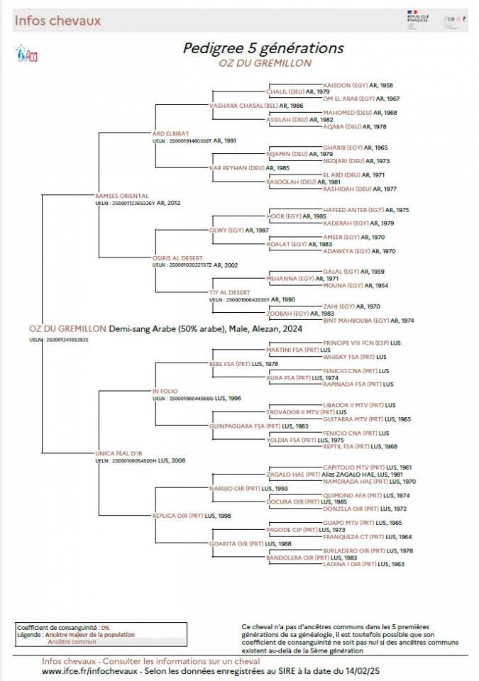 Ruin Arabisch halfbloed Te koop 2024 Vos ,  RAMSES ORIENTAL