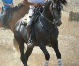 Hengst PRE Puur Ras Spaans Te koop 2018 Schimmel