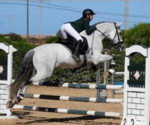 Hengst PRE Puur Ras Spaans Te koop 2012 Schimmel