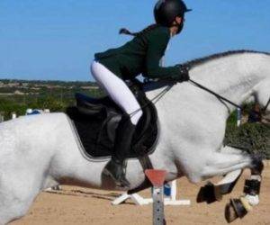 Hengst PRE Puur Ras Spaans Te koop 2012 Schimmel