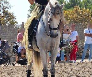 Hengst PRE Puur Ras Spaans Te koop 2012 Schimmel