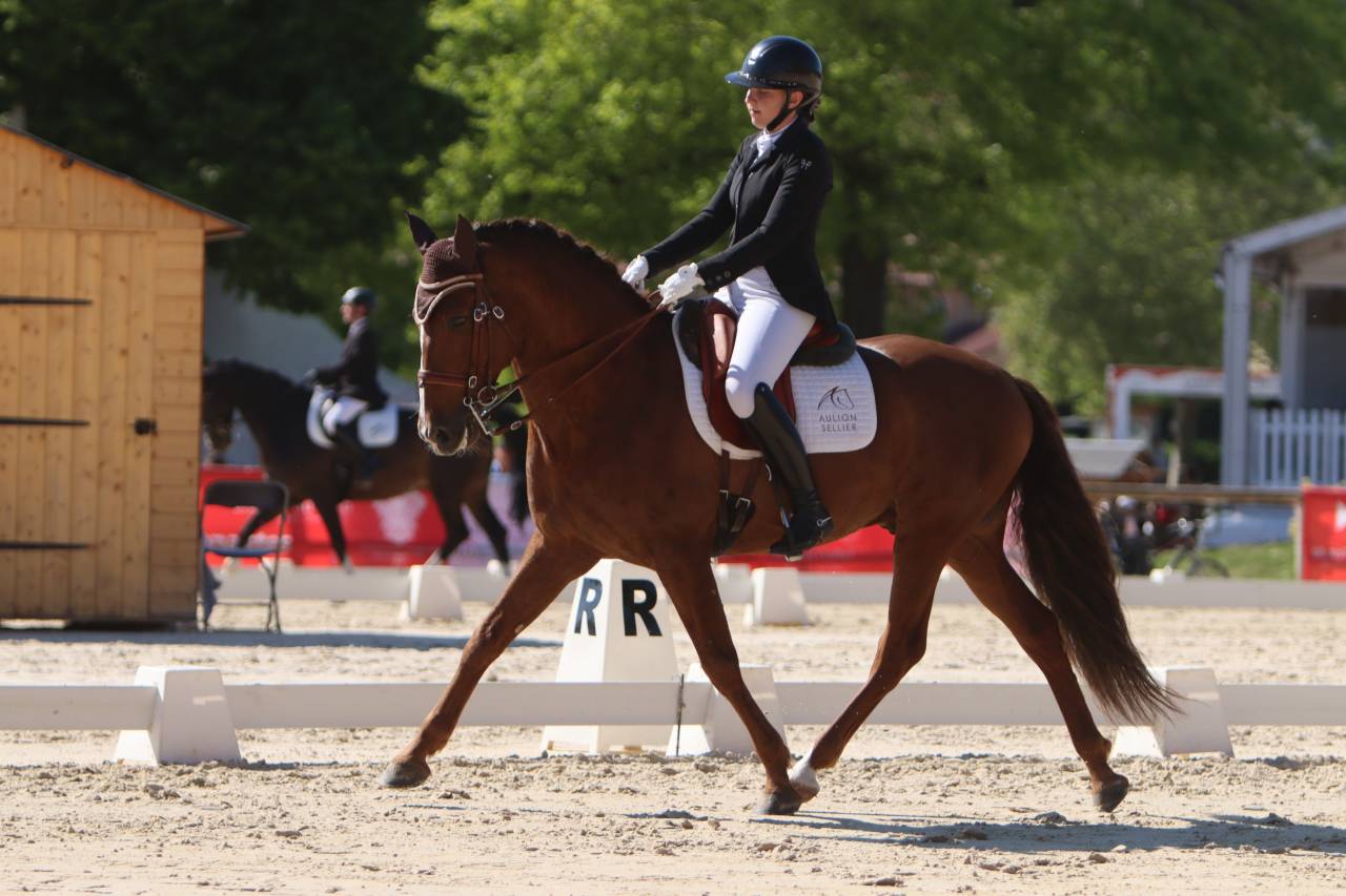 Merrie PRE Puur Ras Spaans Te koop 2022 Schimmel ,  GUAPO DE LA COMBE