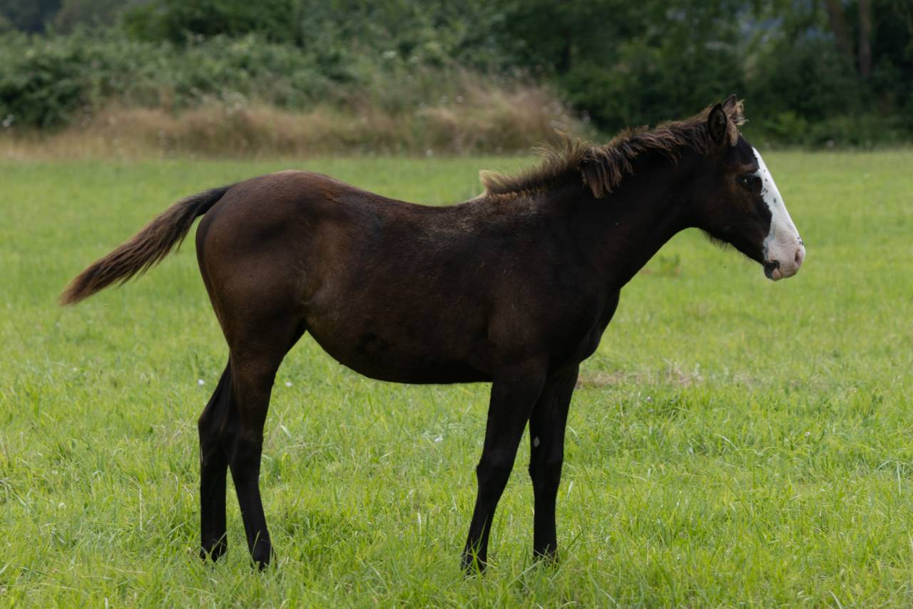 Veulen (vr) Paint Horse Te koop 2024 Zwart