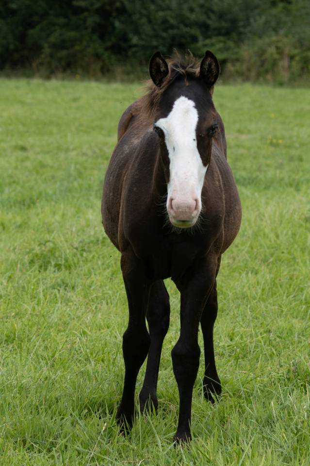 Veulen (vr) Paint Horse Te koop 2024 Zwart