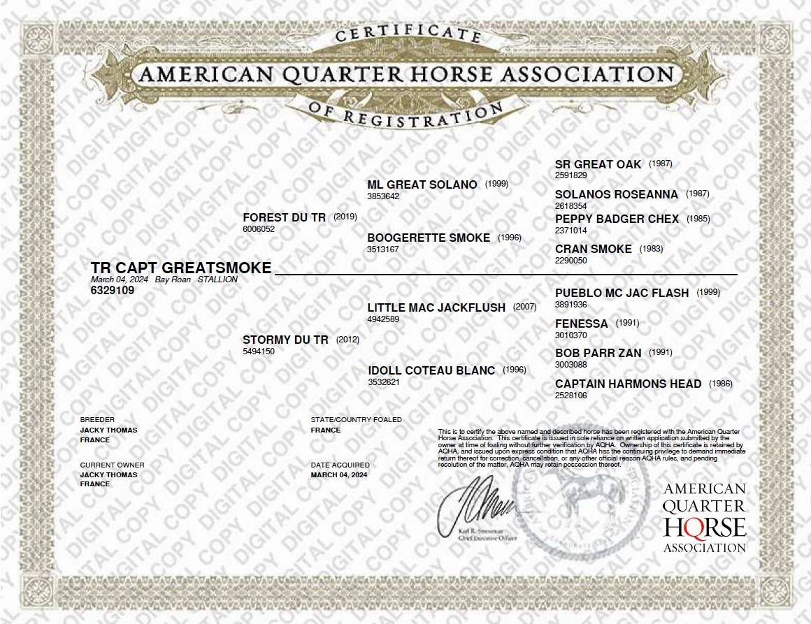 Veulen (ml) Quarter Horse Te koop 2024 Bruinroan