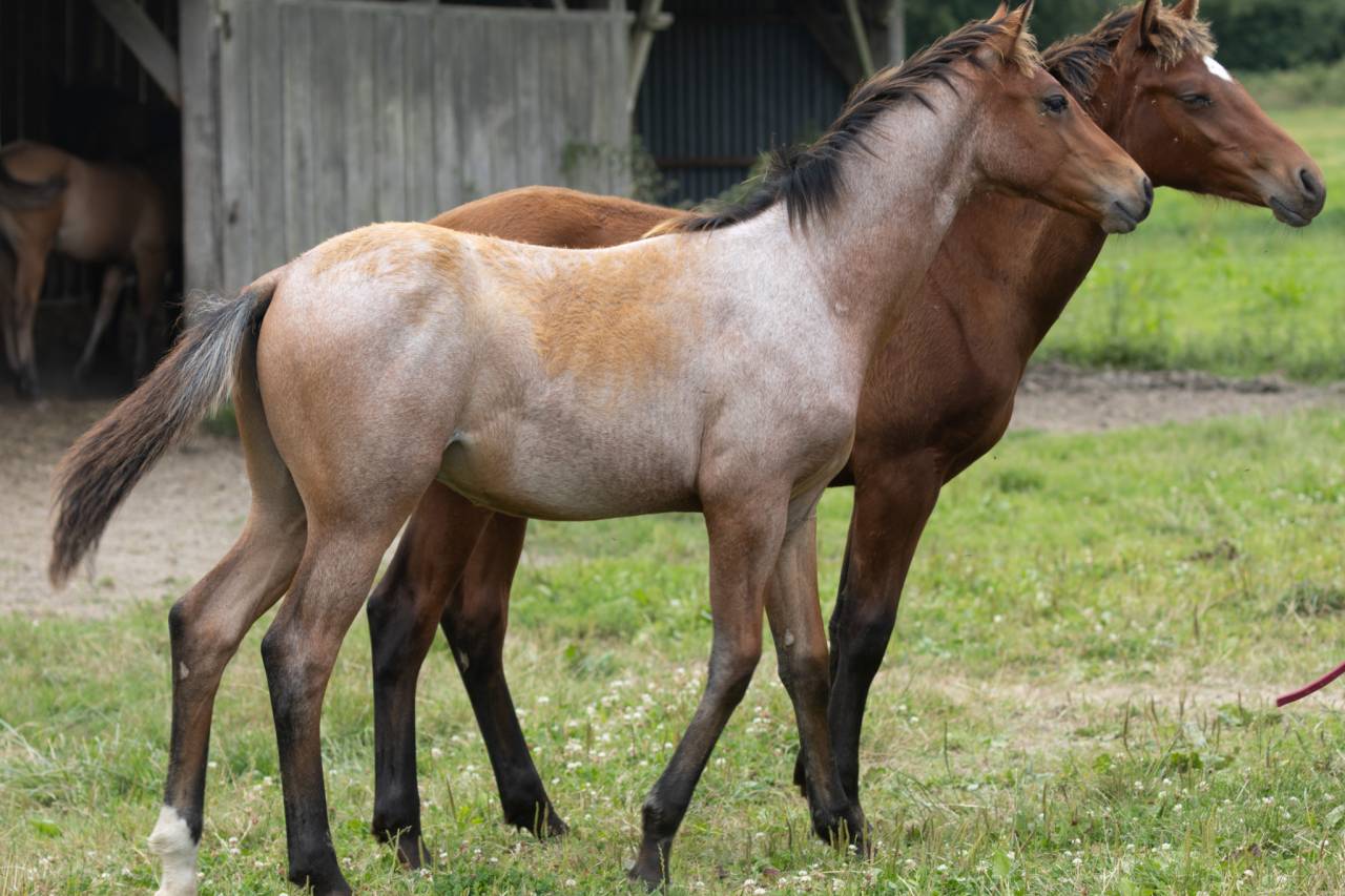 Veulen (ml) Quarter Horse Te koop 2024 Bruinroan