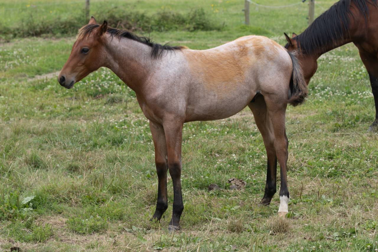 Veulen (ml) Quarter Horse Te koop 2024 Bruinroan