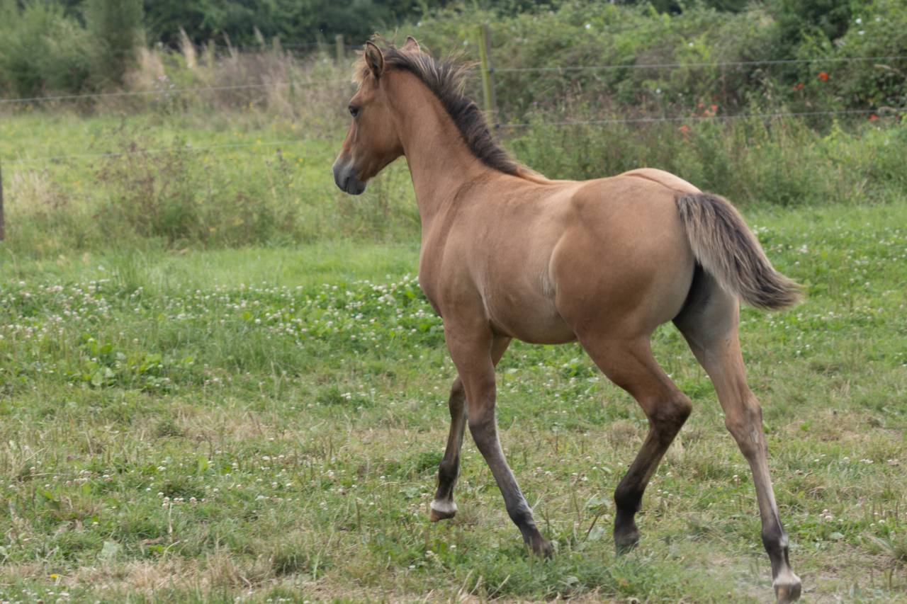 Veulen (vr) Quarter Horse Te koop 2024 Wildkleur