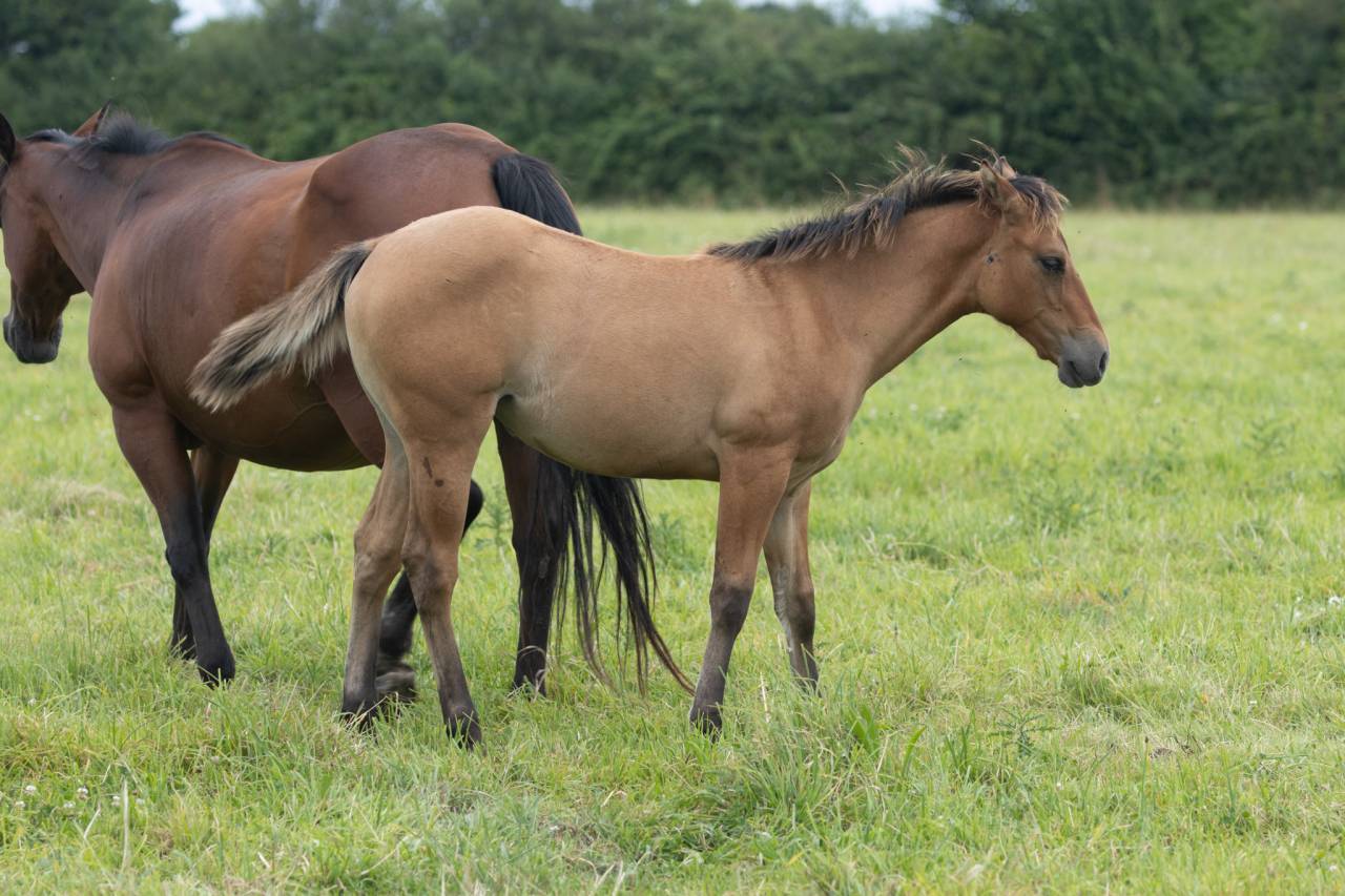 Veulen (vr) Quarter Horse Te koop 2024 Wildkleur