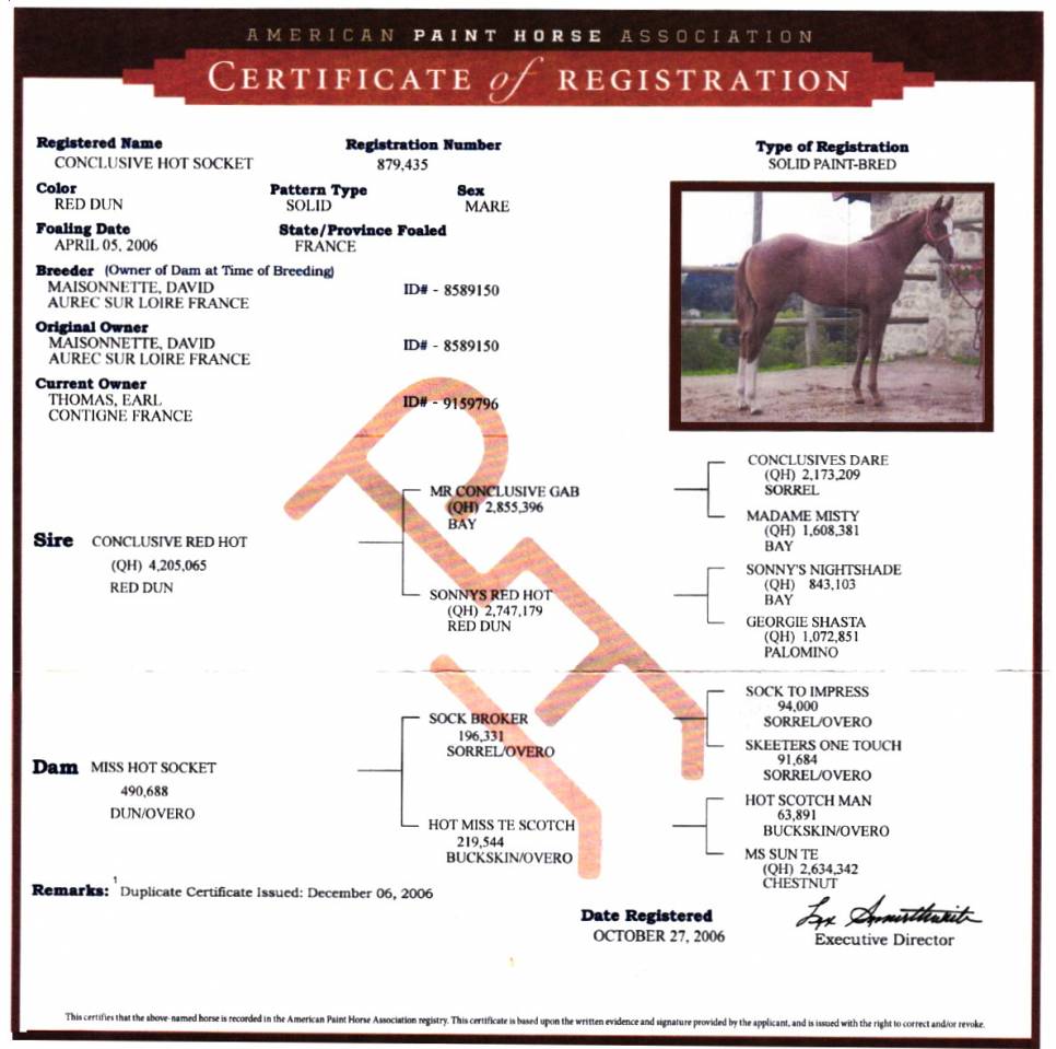 Draagmerrie Paint Horse Te koop 2006 Wildkleur