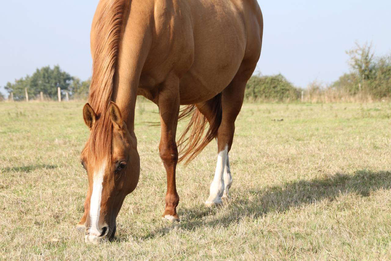 Draagmerrie Paint Horse Te koop 2006 Wildkleur