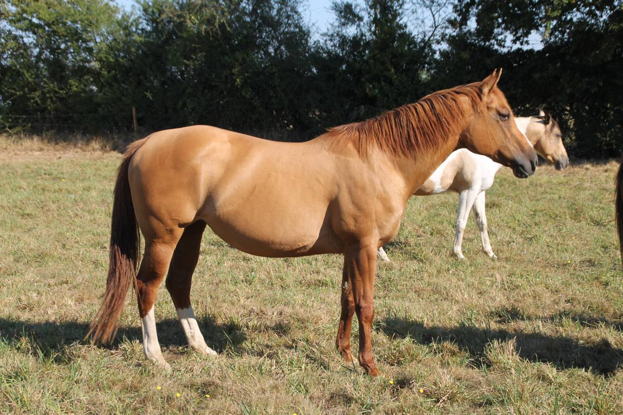 Draagmerrie Paint Horse Te koop 2006 Wildkleur