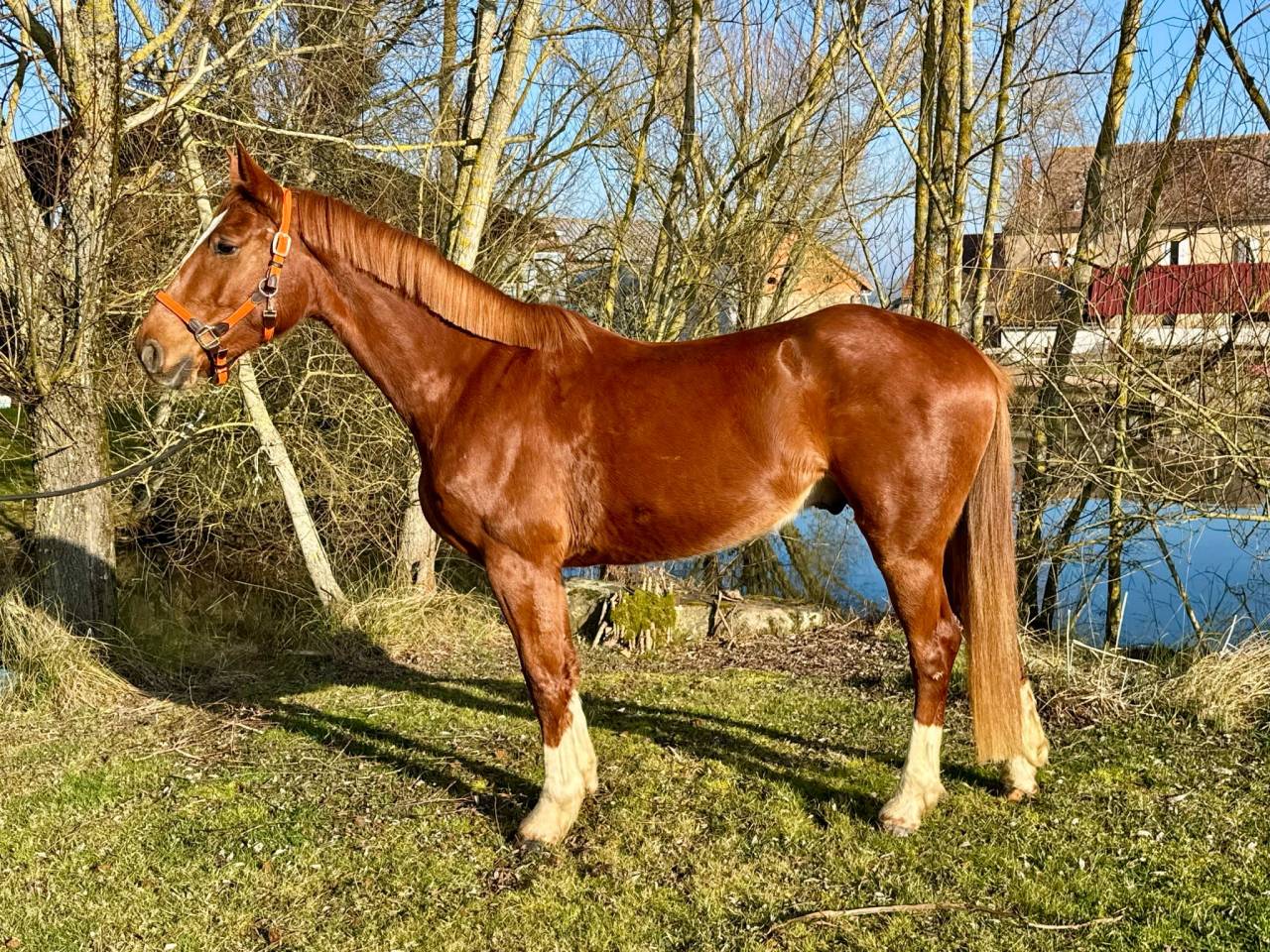 Ruin Selle Français Te koop 2021 Vos ,  BALOUBET DU ROUET