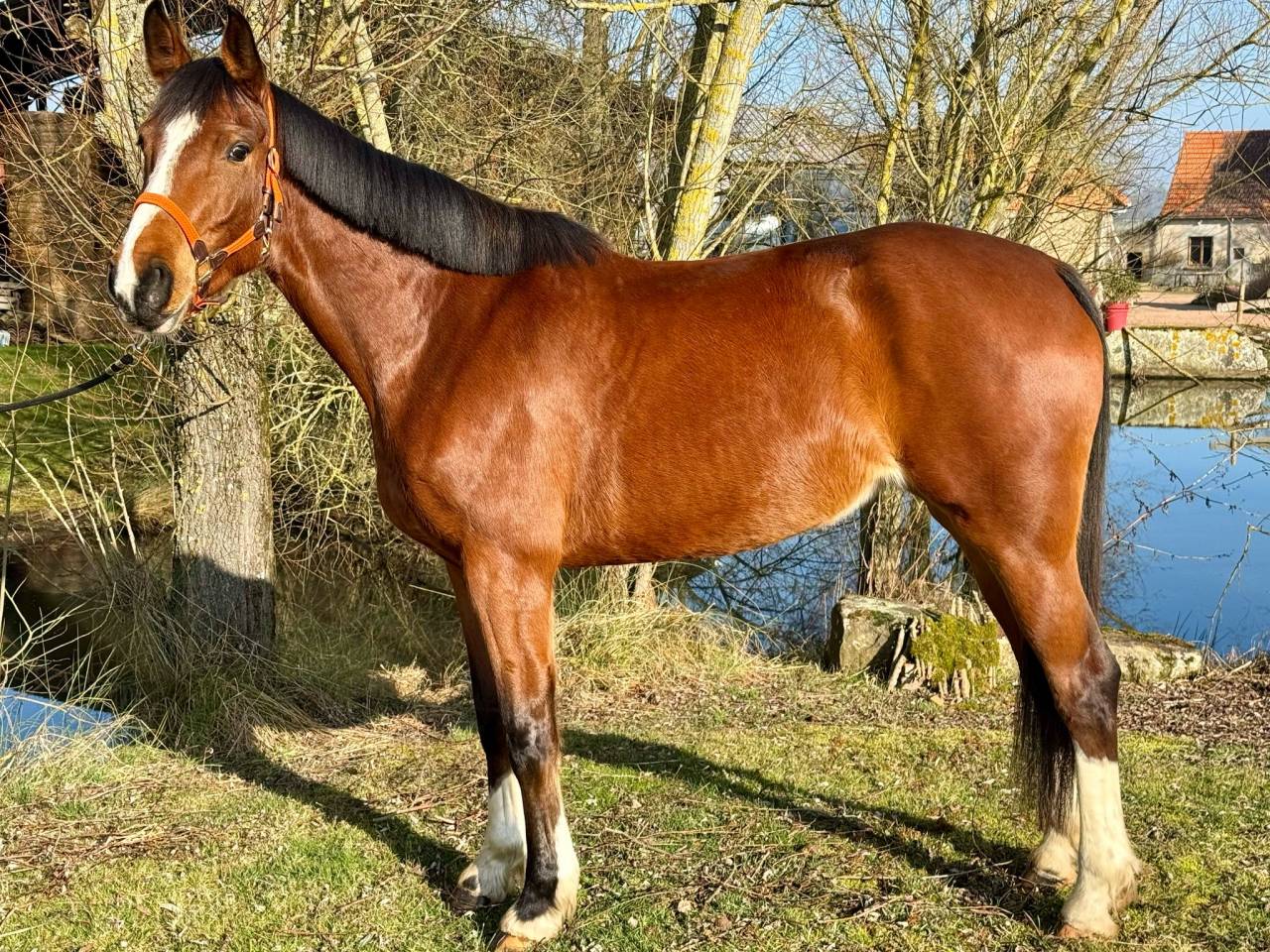 Merrie Selle Français Te koop 2020 Donker bruin / bai ,  Emerald van't ruyterhof