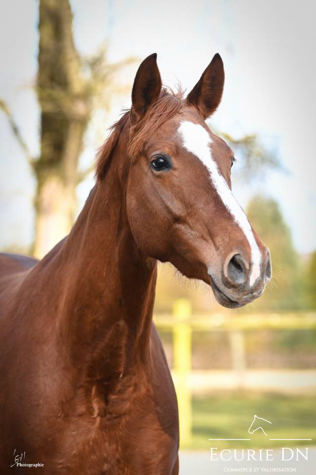 Merrie Hannoveraan  Te koop 2020 Vos ,  Lord Loxley
