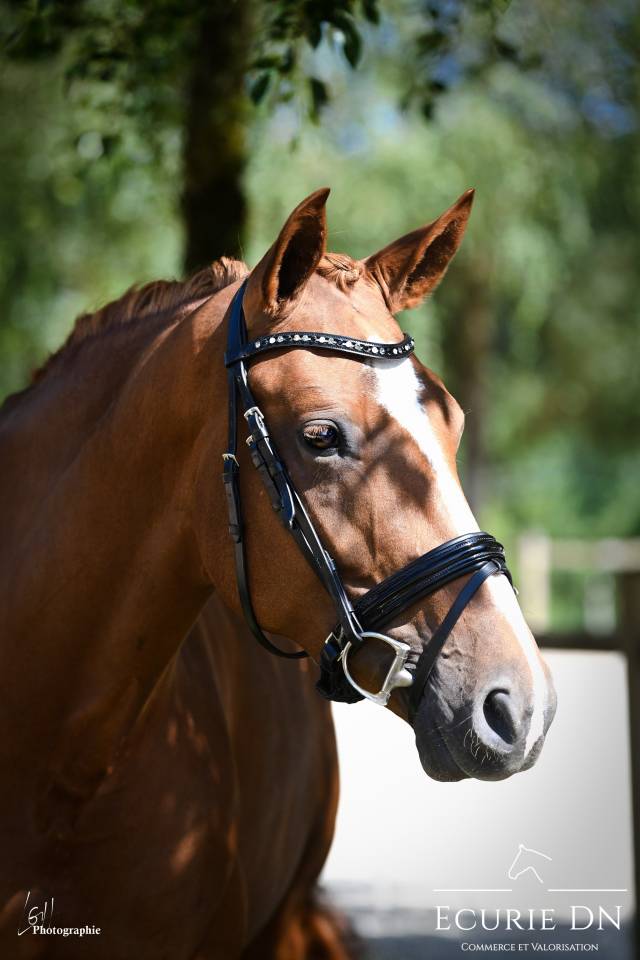 Merrie Hannoveraan  Te koop 2020 Vos ,  Lord Loxley