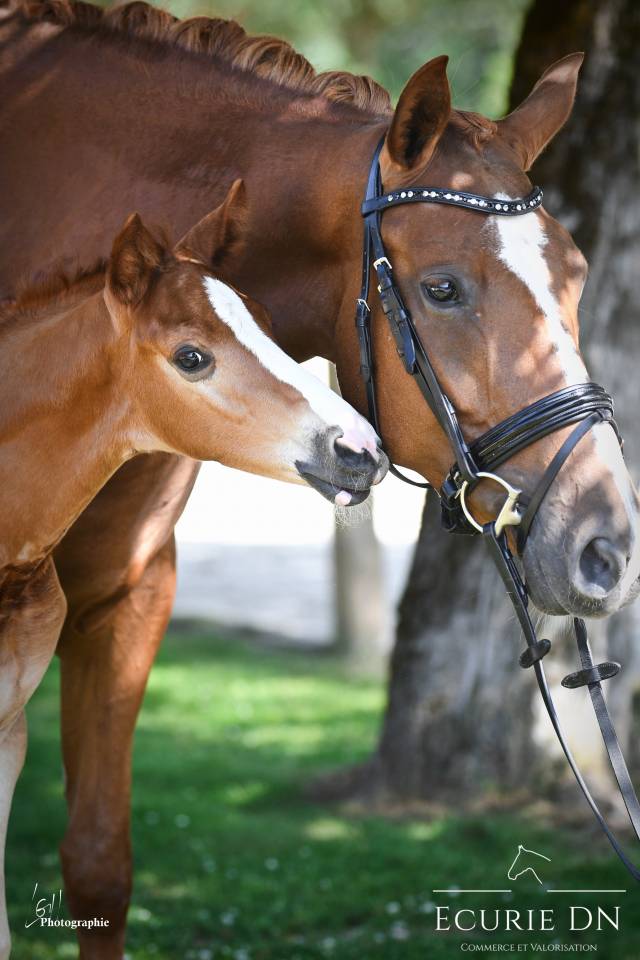Merrie Hannoveraan  Te koop 2020 Vos ,  Lord Loxley
