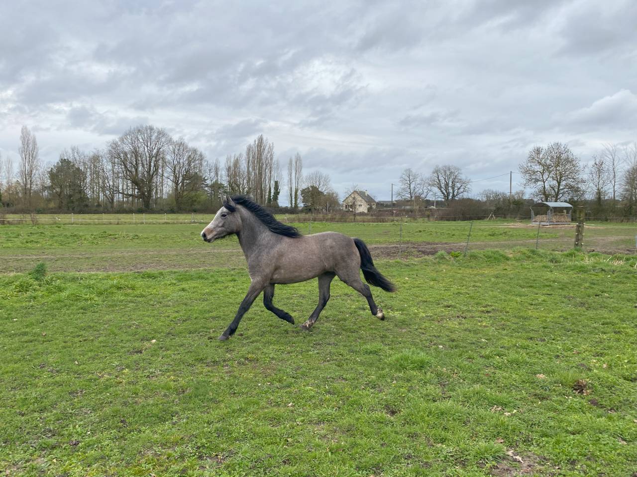 Veulen (vr) New Forest Te koop 2023 Donker bruin / bai ,  KENZO (NDL)