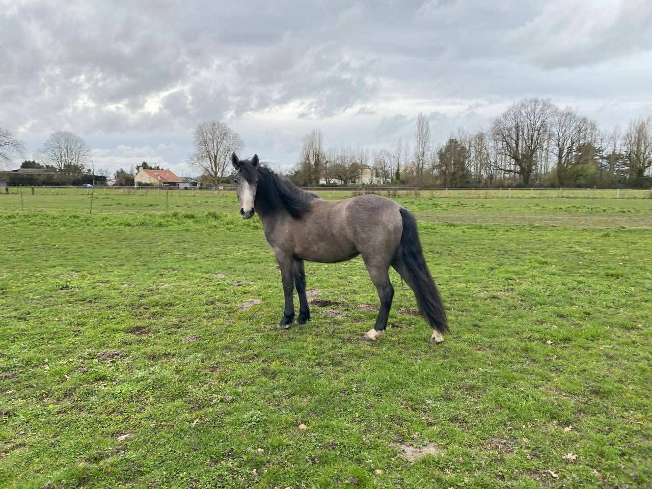 Veulen (vr) New Forest Te koop 2023 Donker bruin / bai ,  KENZO (NDL)