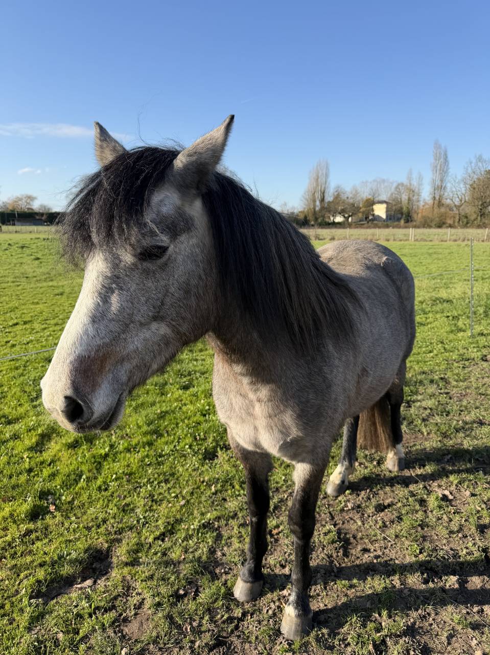 Veulen (vr) New Forest Te koop 2023 Donker bruin / bai ,  KENZO (NDL)