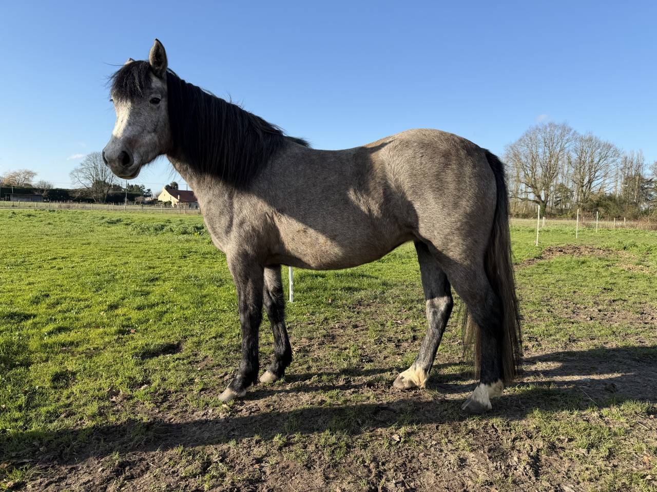 Veulen (vr) New Forest Te koop 2023 Donker bruin / bai ,  KENZO (NDL)