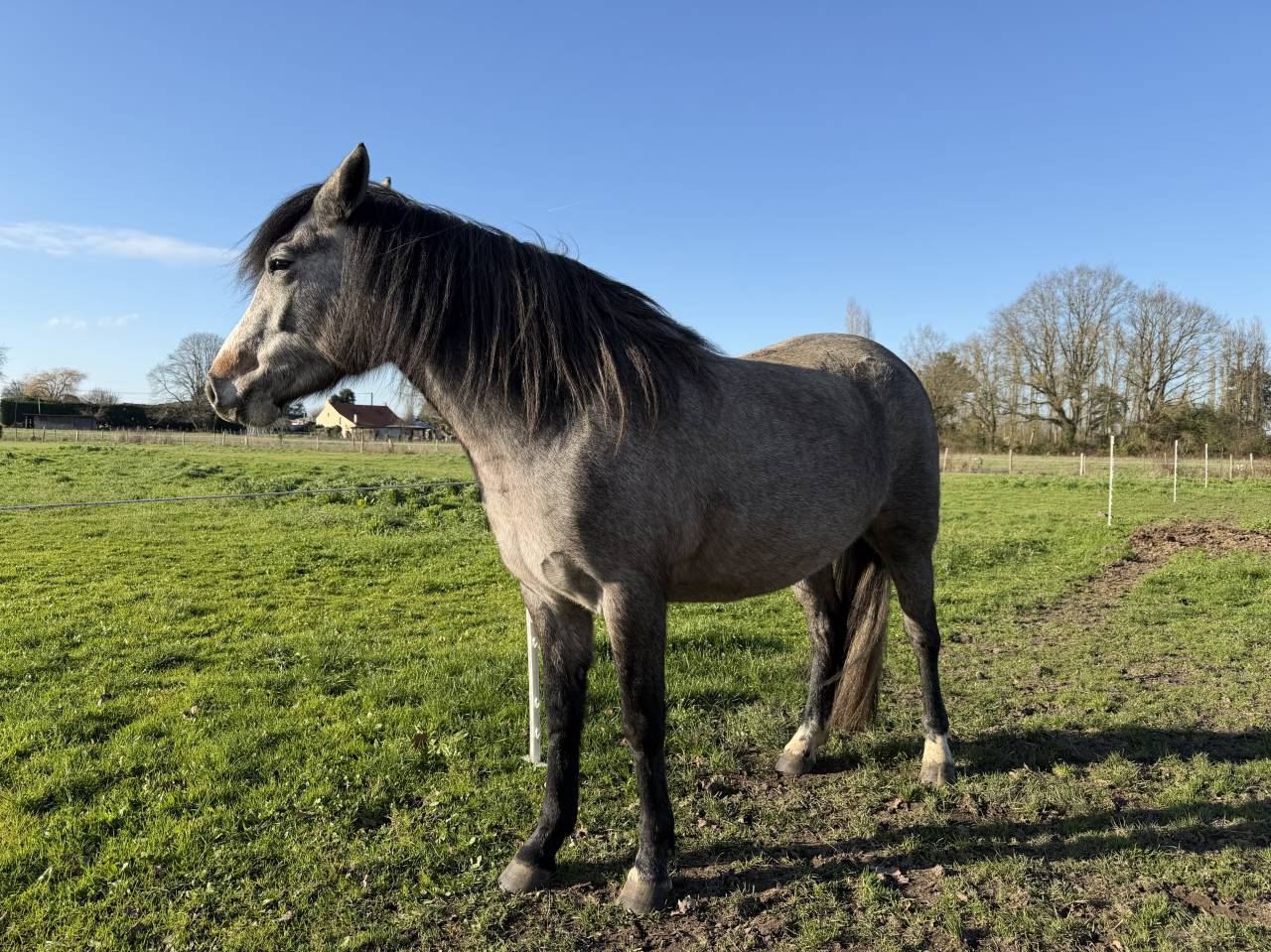 Veulen (vr) New Forest Te koop 2023 Donker bruin / bai ,  KENZO (NDL)