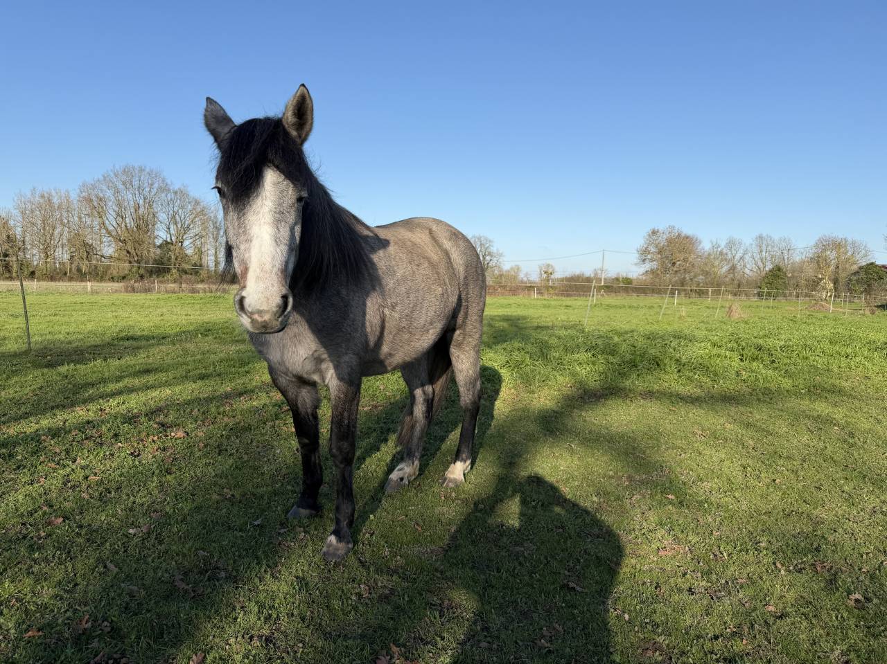 Veulen (vr) New Forest Te koop 2023 Donker bruin / bai ,  KENZO (NDL)