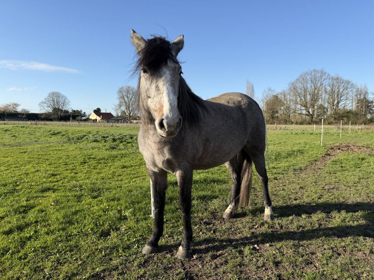 Veulen (vr) New Forest Te koop 2023 Donker bruin / bai ,  KENZO (NDL)