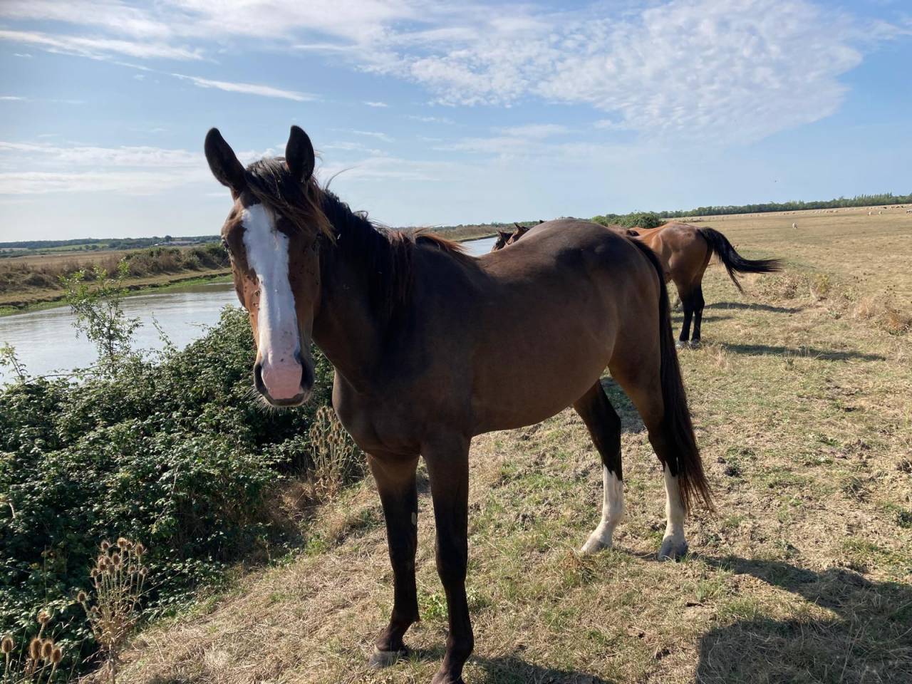 Ruin Selle Français Te koop 2022 Overige kleuren ,  FIDJY OF COLORS (BEL) BWP 2005