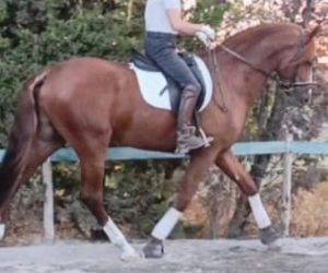 Hengst PRE Puur Ras Spaans Te koop 2020 Vos