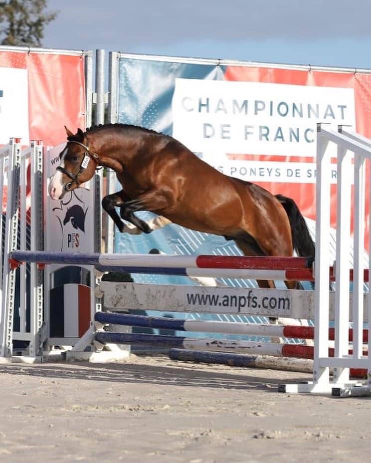 Koetsiershoeve Billy of Glory - New Forest 2019 ,  Comm's Forest Dille