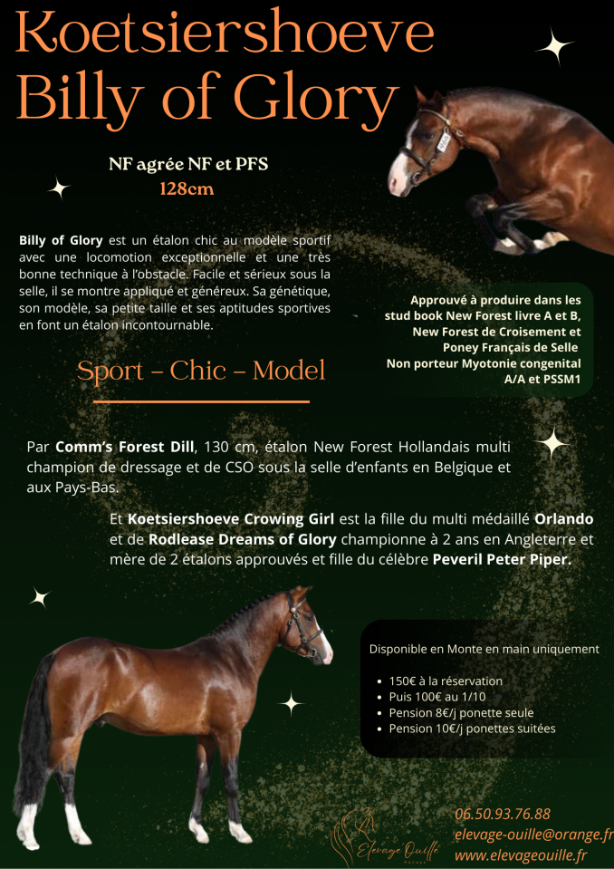 Koetsiershoeve Billy of Glory - New Forest 2019 ,  Comm's Forest Dille