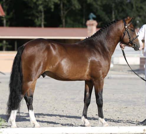 Koetsiershoeve Billy of Glory - New Forest 2019 ,  Comm's Forest Dille