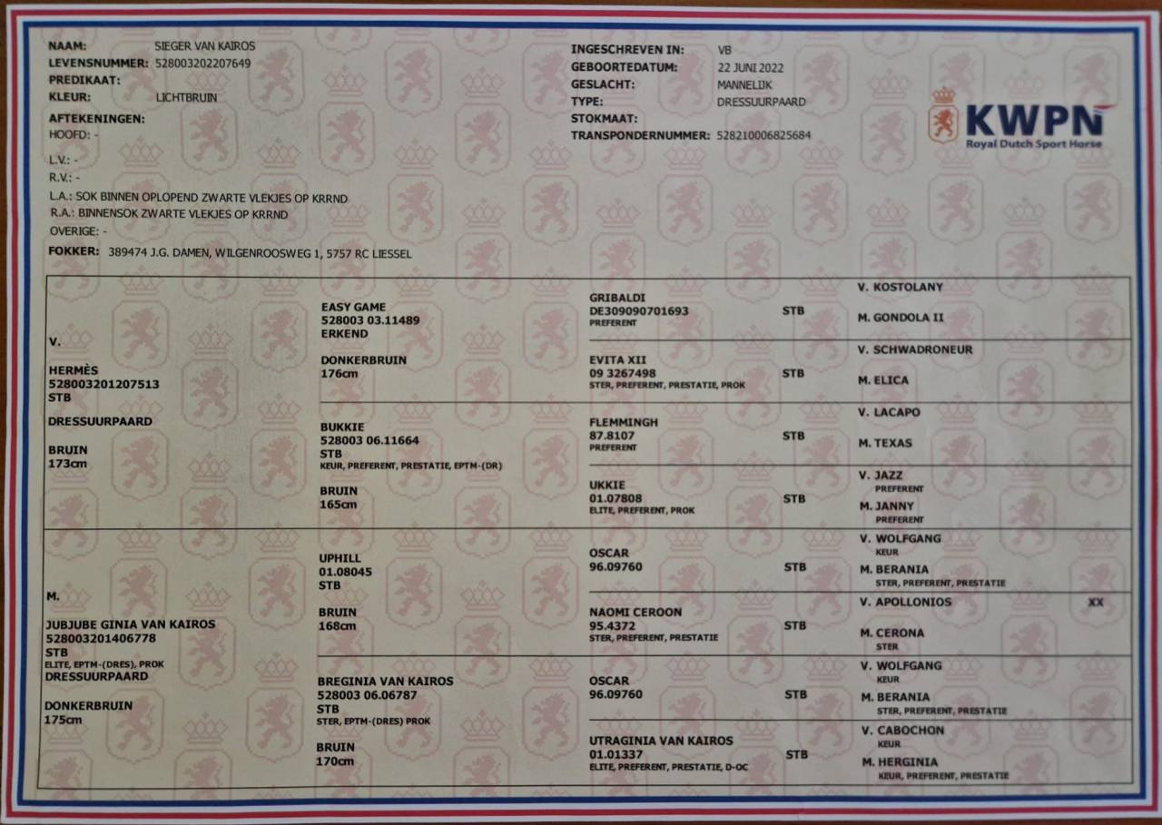 Veulen (ml) KWPN Nederlands sportpaard Te koop 2022 Bruin / Bai ,  HERMES