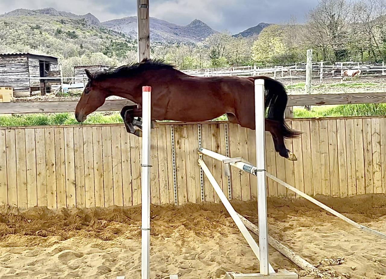 Merrie Selle Français Te koop 2022 Donker bruin / bai ,  victorhugo du bois margot