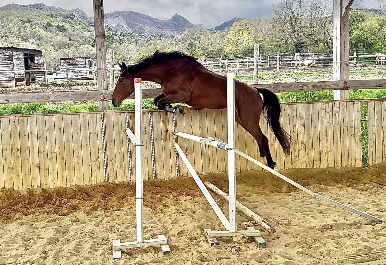Merrie Selle Français Te koop 2022 Donker bruin / bai ,  victorhugo du bois margot