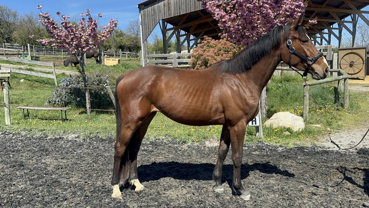 Merrie Selle Français Te koop 2022 Donker bruin / bai ,  victorhugo du bois margot