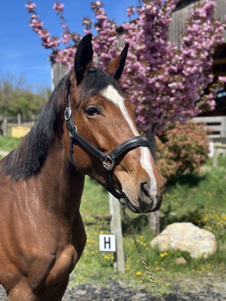 Merrie Selle Français Te koop 2022 Donker bruin / bai ,  victorhugo du bois margot