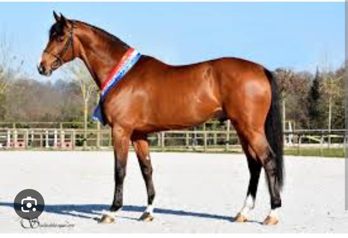 Merrie Selle Français Te koop 2021 Donker bruin / bai ,  Fibonacci de Lessac