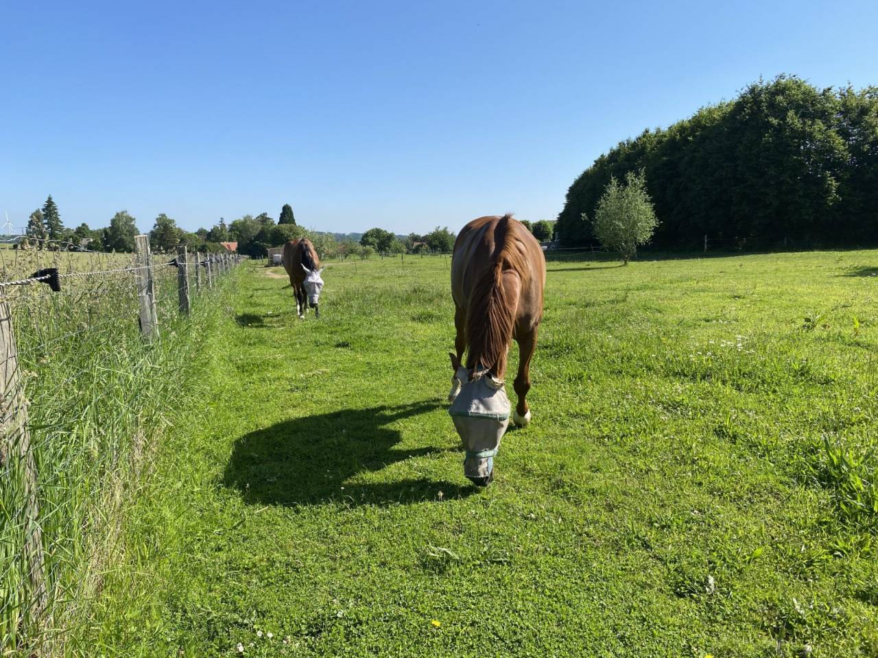 Hippisch vastgoed Koop Aisne
