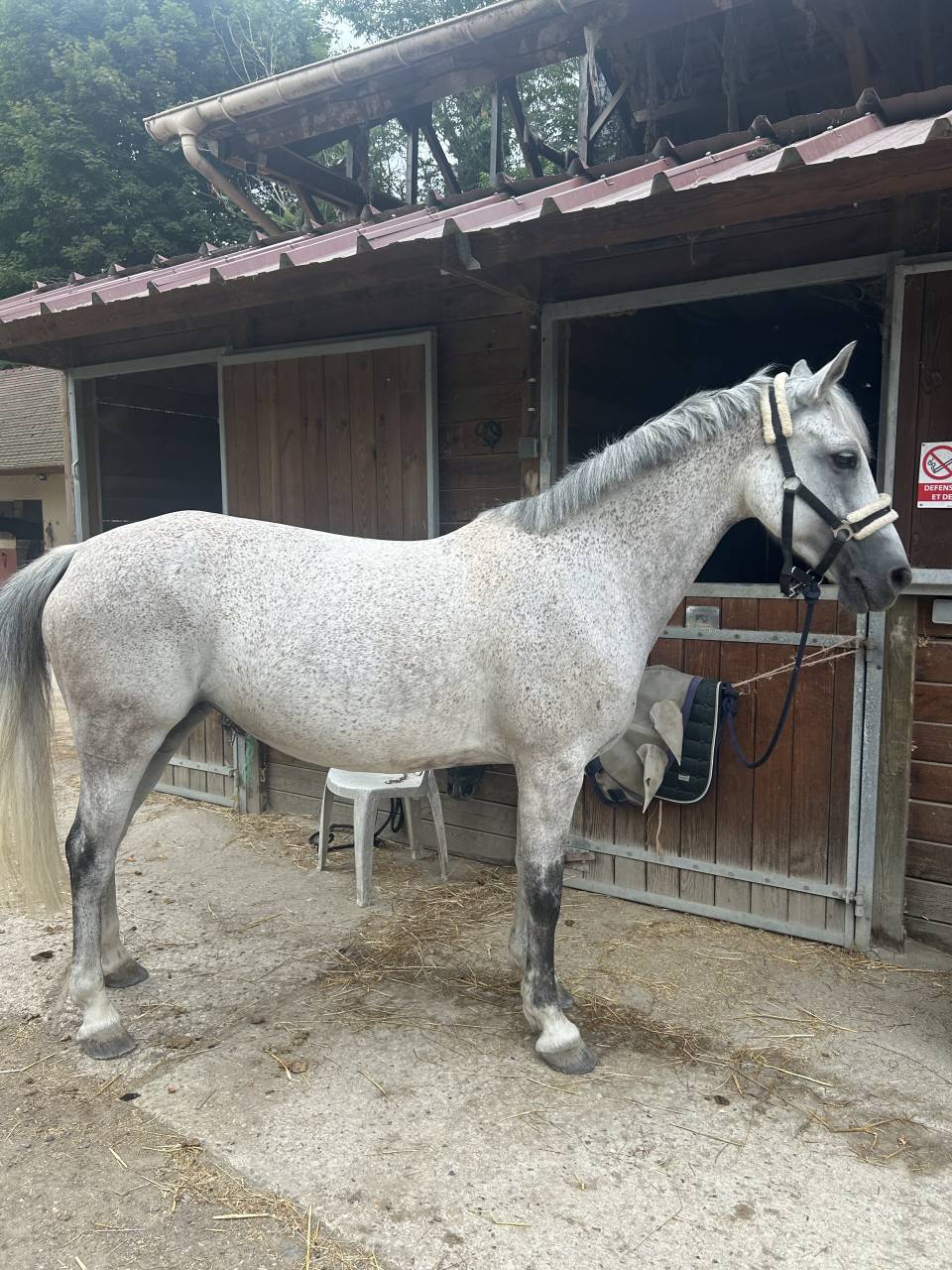 Merrie Franse rijpony PFS Te koop 2016 Schimmel
