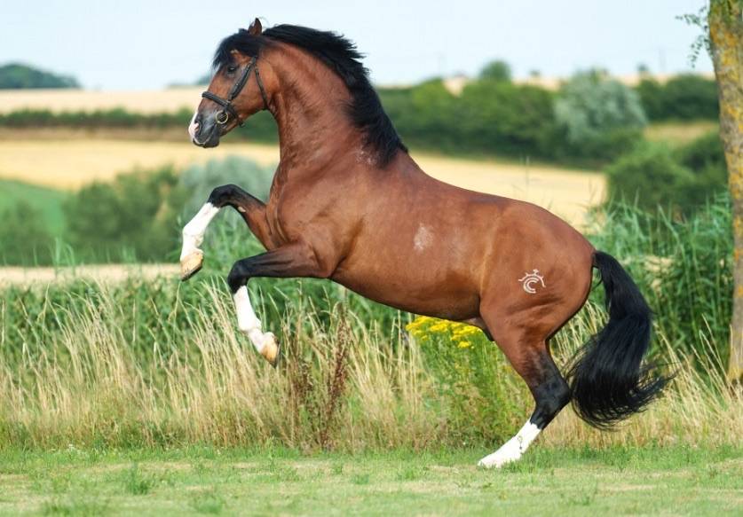 OCALZO CEN - PRE Puur Ras Spaans 2010 ,  JORDAN DE CENTURION