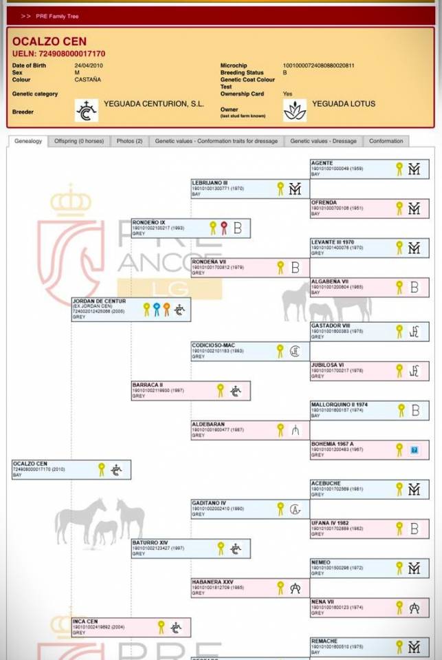 OCALZO CEN - PRE Puur Ras Spaans 2010 ,  JORDAN DE CENTURION