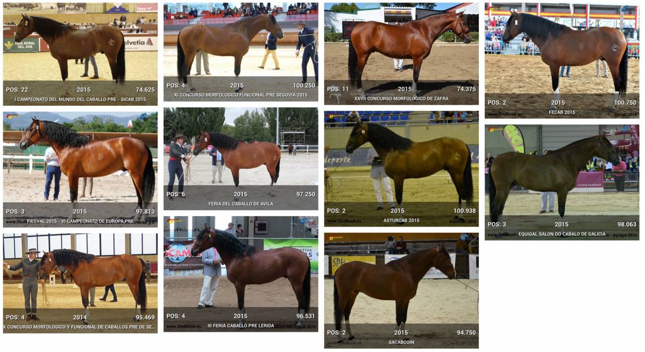 OCALZO CEN - PRE Puur Ras Spaans 2010 ,  JORDAN DE CENTURION