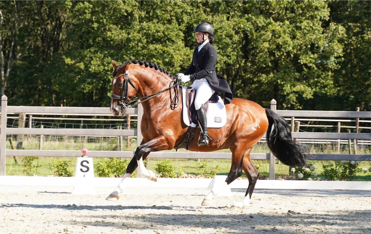 OCALZO CEN - PRE Puur Ras Spaans 2010 ,  JORDAN DE CENTURION