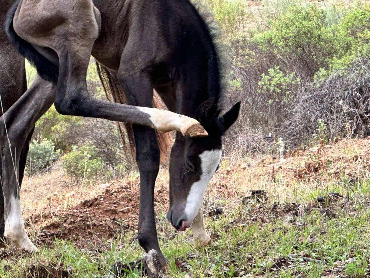 OCALZO CEN - PRE Puur Ras Spaans 2010 ,  JORDAN DE CENTURION