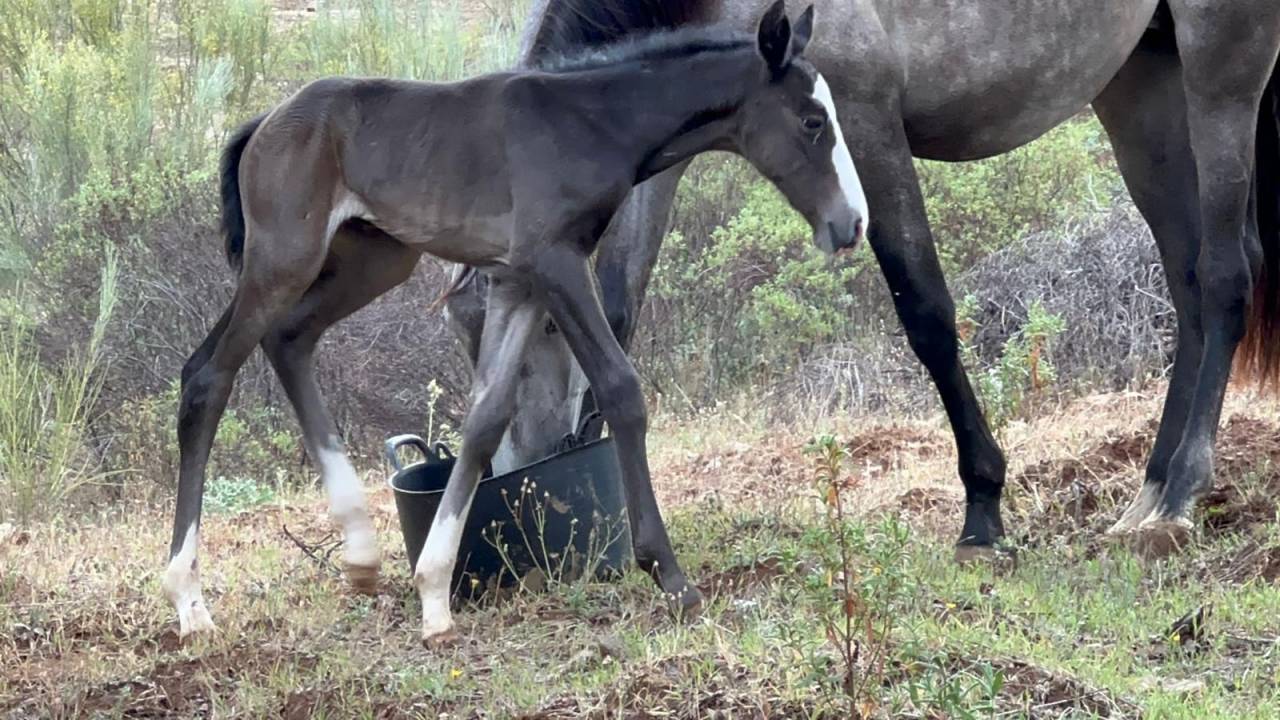 OCALZO CEN - PRE Puur Ras Spaans 2010 ,  JORDAN DE CENTURION