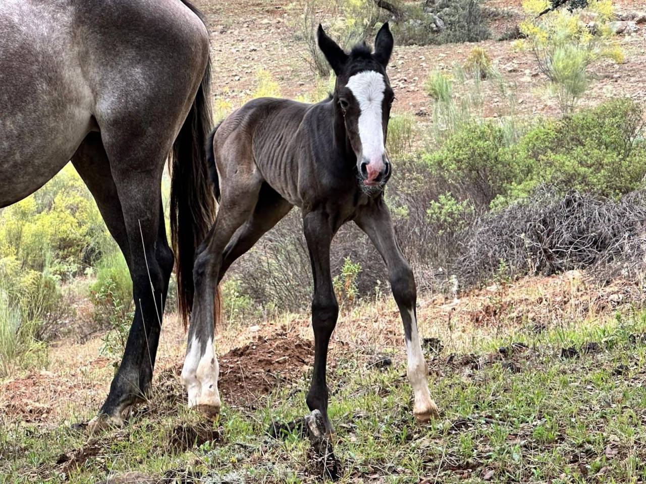 OCALZO CEN - PRE Puur Ras Spaans 2010 ,  JORDAN DE CENTURION