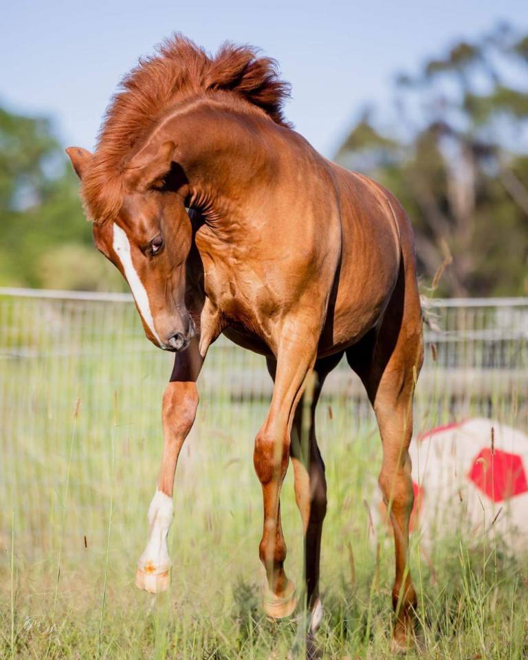OCALZO CEN - PRE Puur Ras Spaans 2010 ,  JORDAN DE CENTURION