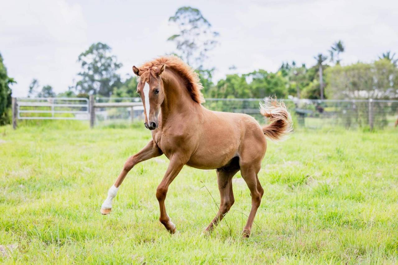 OCALZO CEN - PRE Puur Ras Spaans 2010 ,  JORDAN DE CENTURION